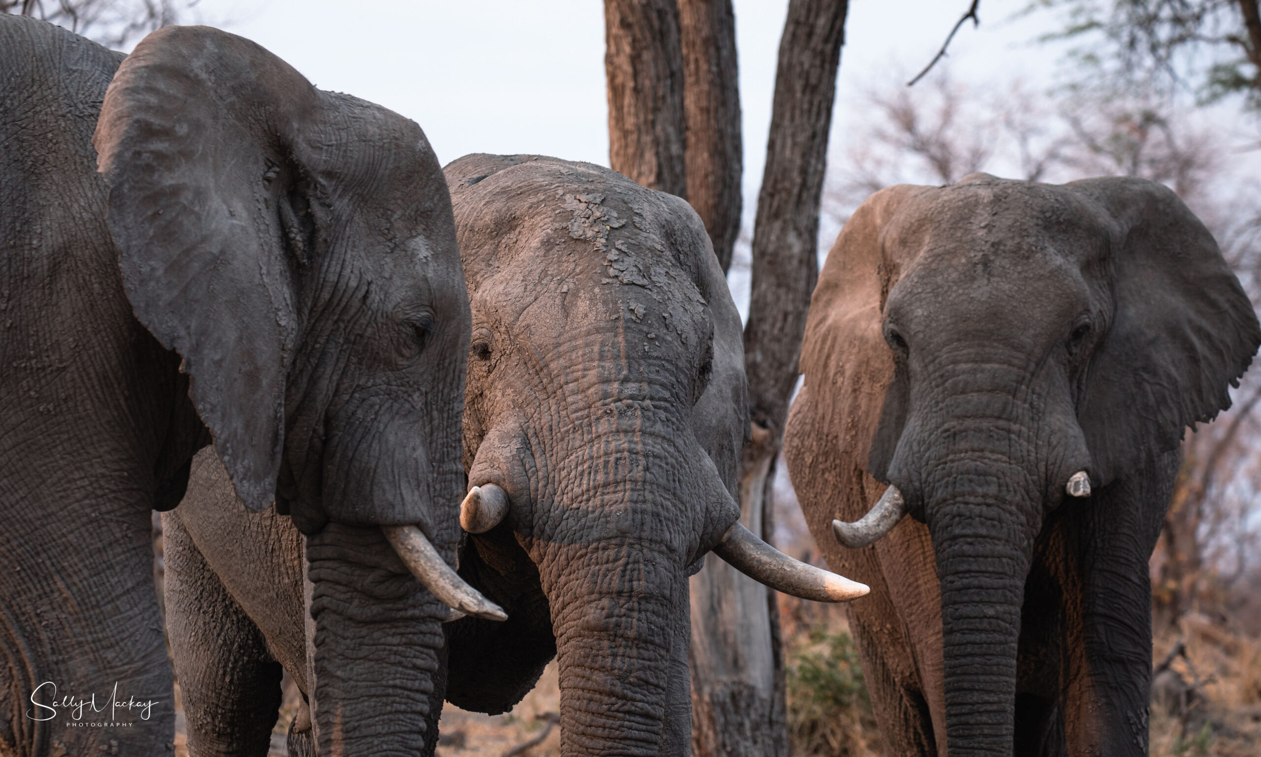 Guided self-drive 4x4 tour through Moremi Game Reserve, Botswana - Ultimate Adventures