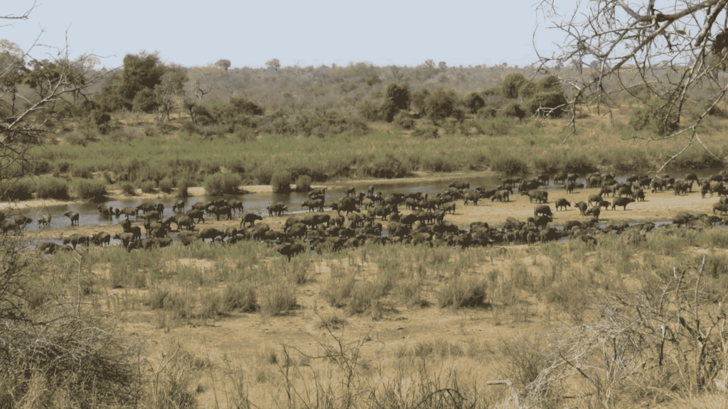 Guided 4x4 self-drive safari in Kruger National Park with Ultimate Adventures featuring Big Five wildlife